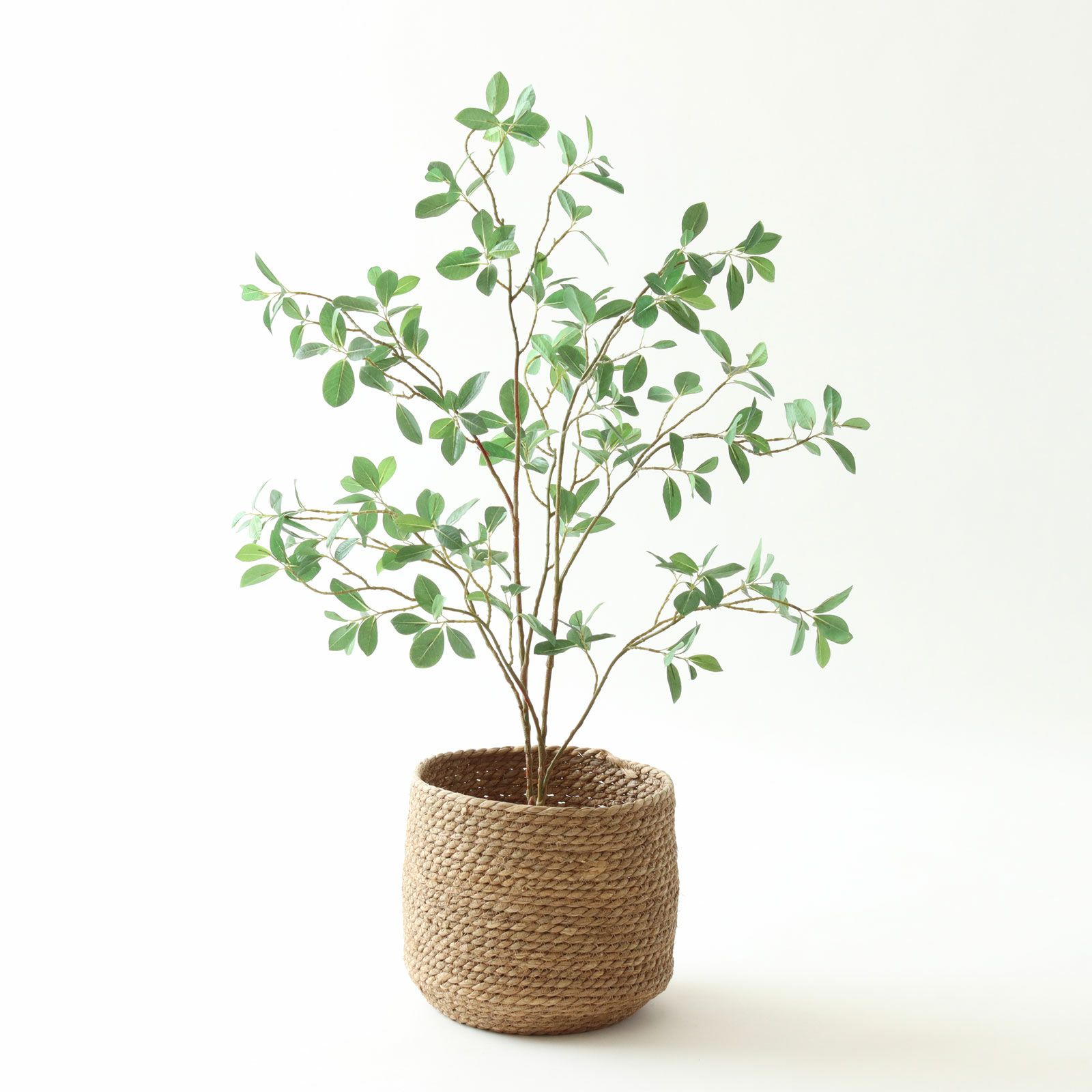 【参考】鉢 h27cm w26cm