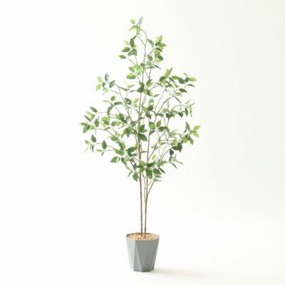流通皆無‼️✩.*˚ウンベラータ 斑入り ✩.*˚ 2 商品検索 ｜ YDMオンラインストア ｜ 横浜ディスプレイミュージアム