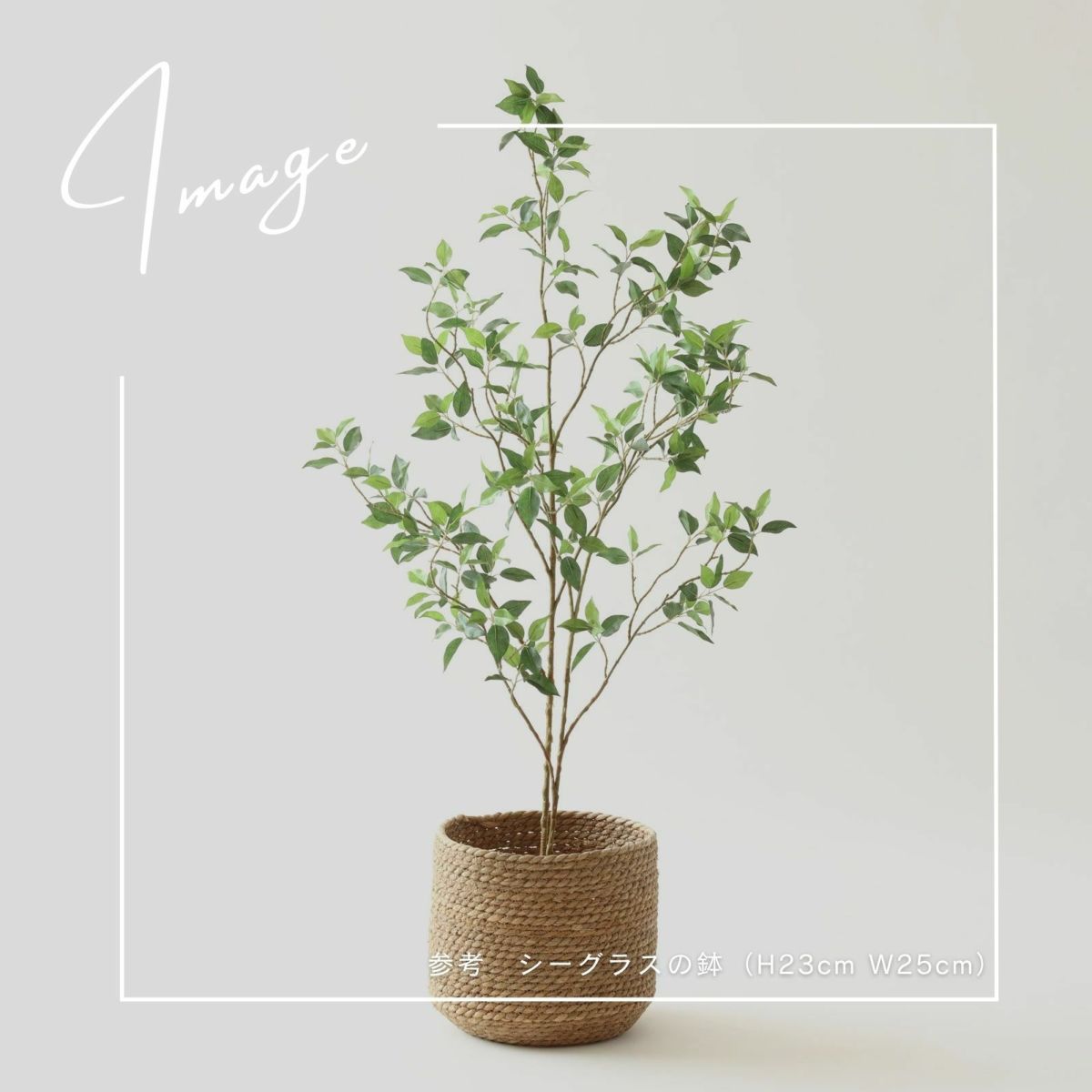 【参考】鉢 h23cm w25cm