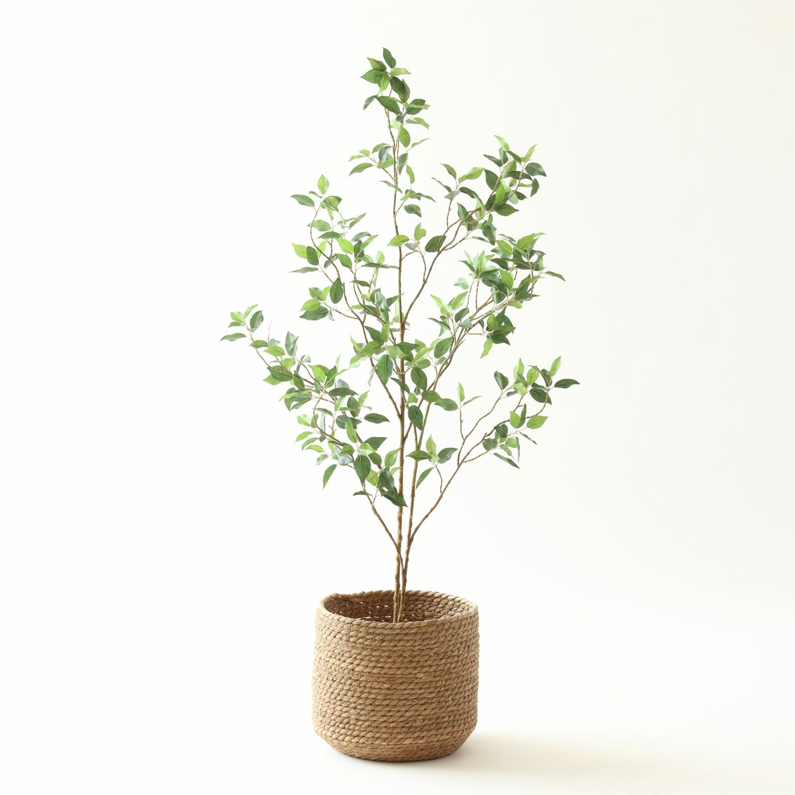 【参考】鉢 h23cm w25cm