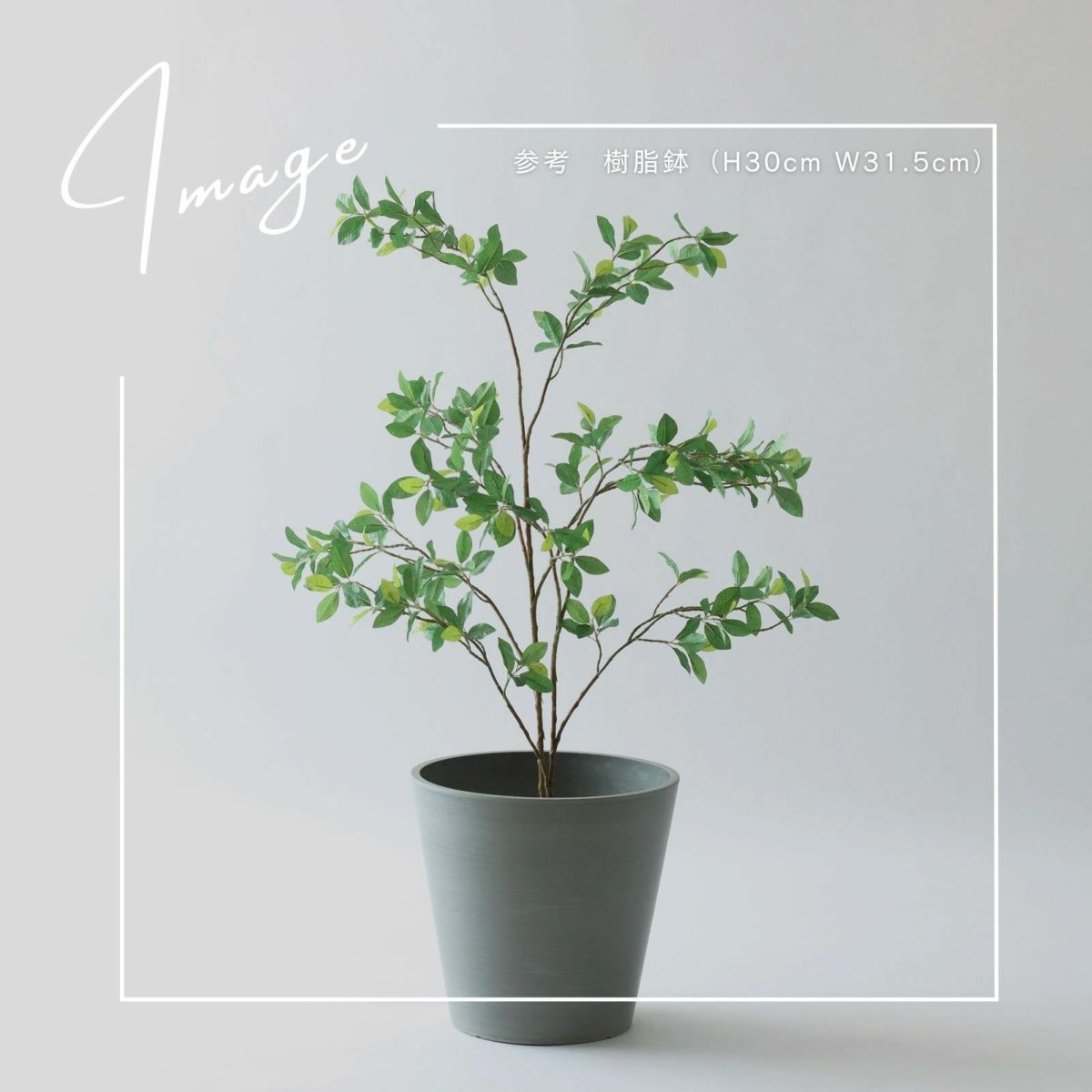 【参考】h111cm w76cm d64cm　鉢h30cm d31.5cm
