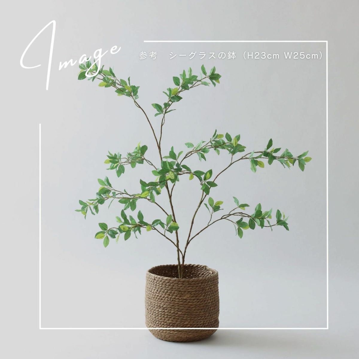 【参考】h100 ｗ83ｃｍ d65cm　鉢h23cm d25cm