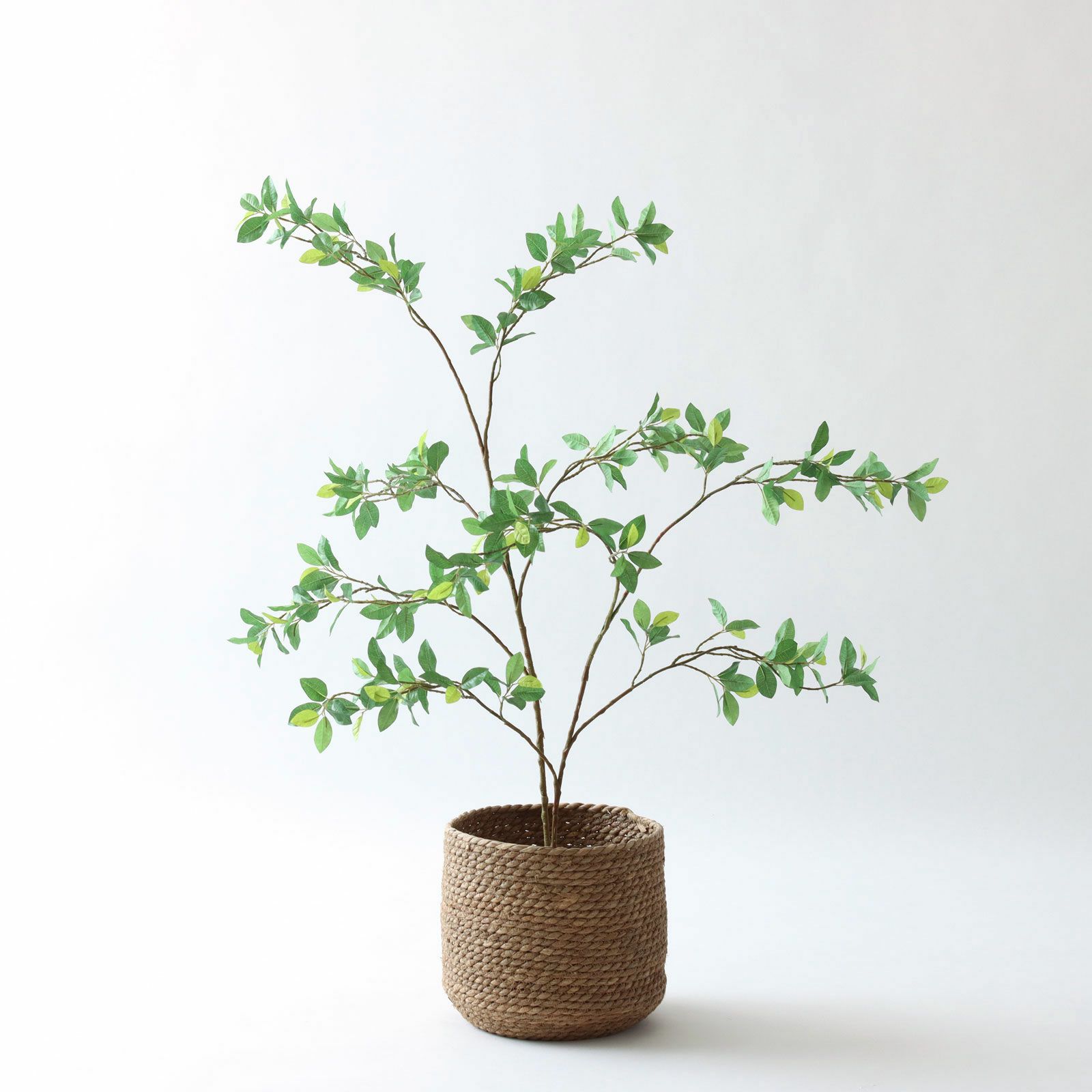 【参考】h100 ｗ83ｃｍ d65cm　鉢h23cm d25cm