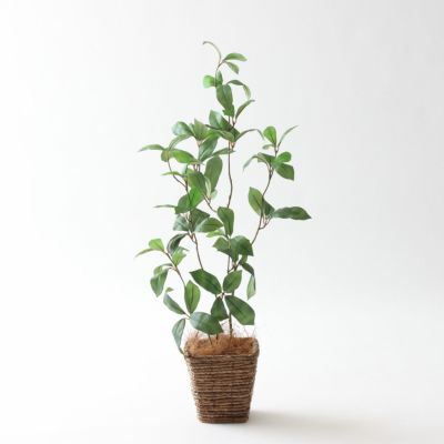 光触媒　人工観葉植物　造花　インテリア　ウォールグリーン　パキラ12374 パキラ | プレミアム光触媒フェイクグリーン 造花ドットコム