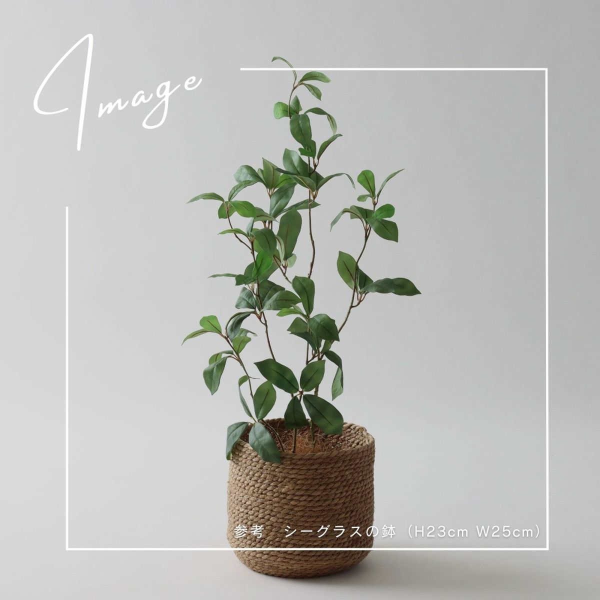 【参考】鉢：h23cm w25cm