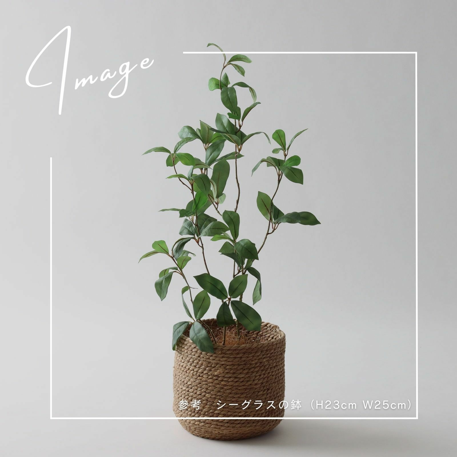 【参考】鉢：h23cm w25cm