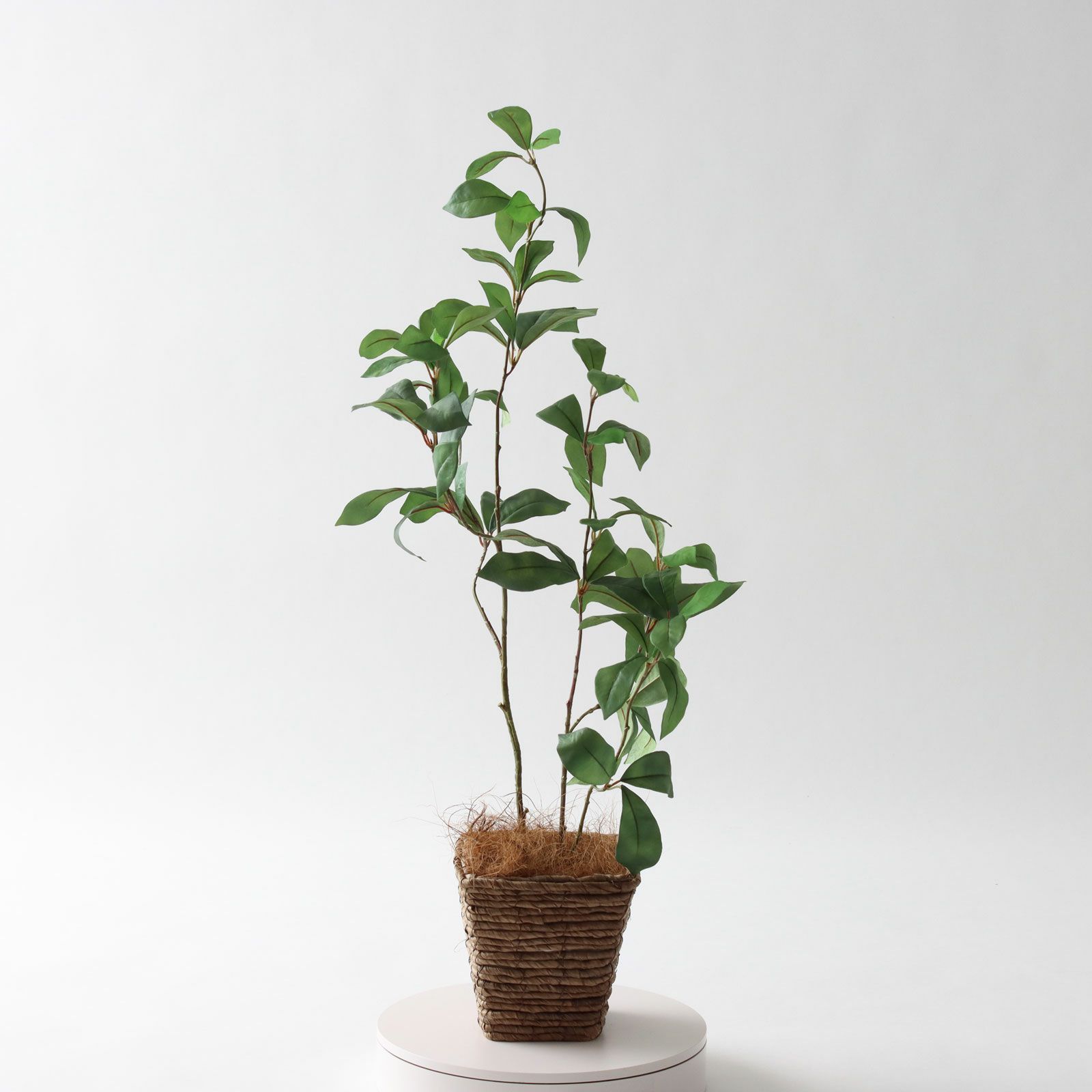 No3563N2 プレミアム光触媒フェイクグリーン 【そのまま飾れる 完成形