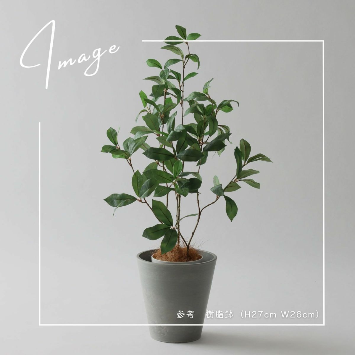 【参考】鉢h27cm w26cm