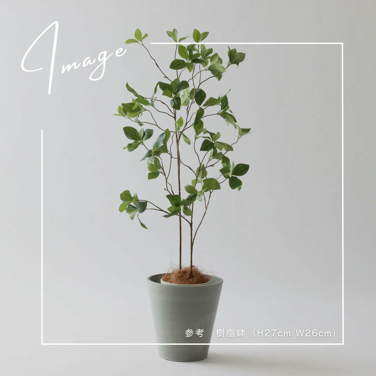 【参考】鉢：h27cm w26cm