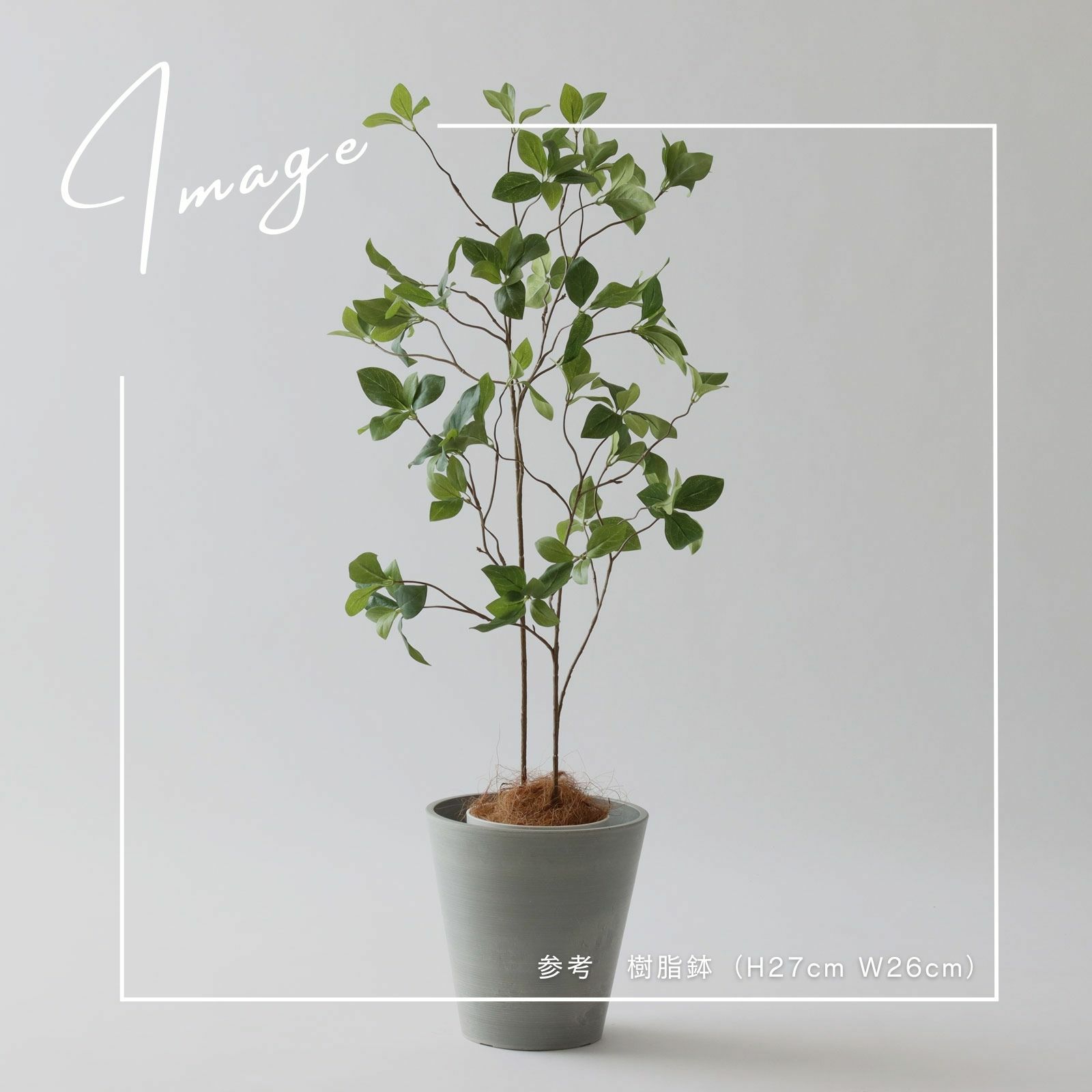 【参考】鉢：h27cm w26cm