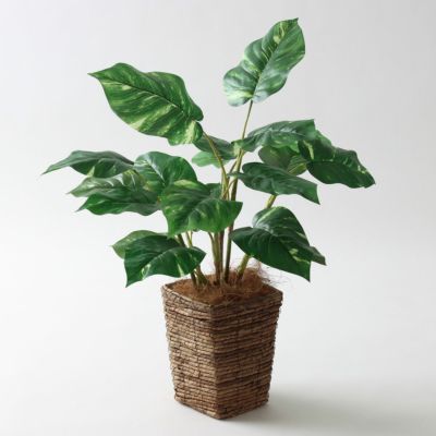 新商品のご紹介
