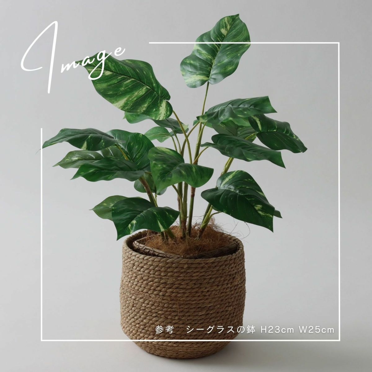 【参考】 鉢：h23cm w25cm