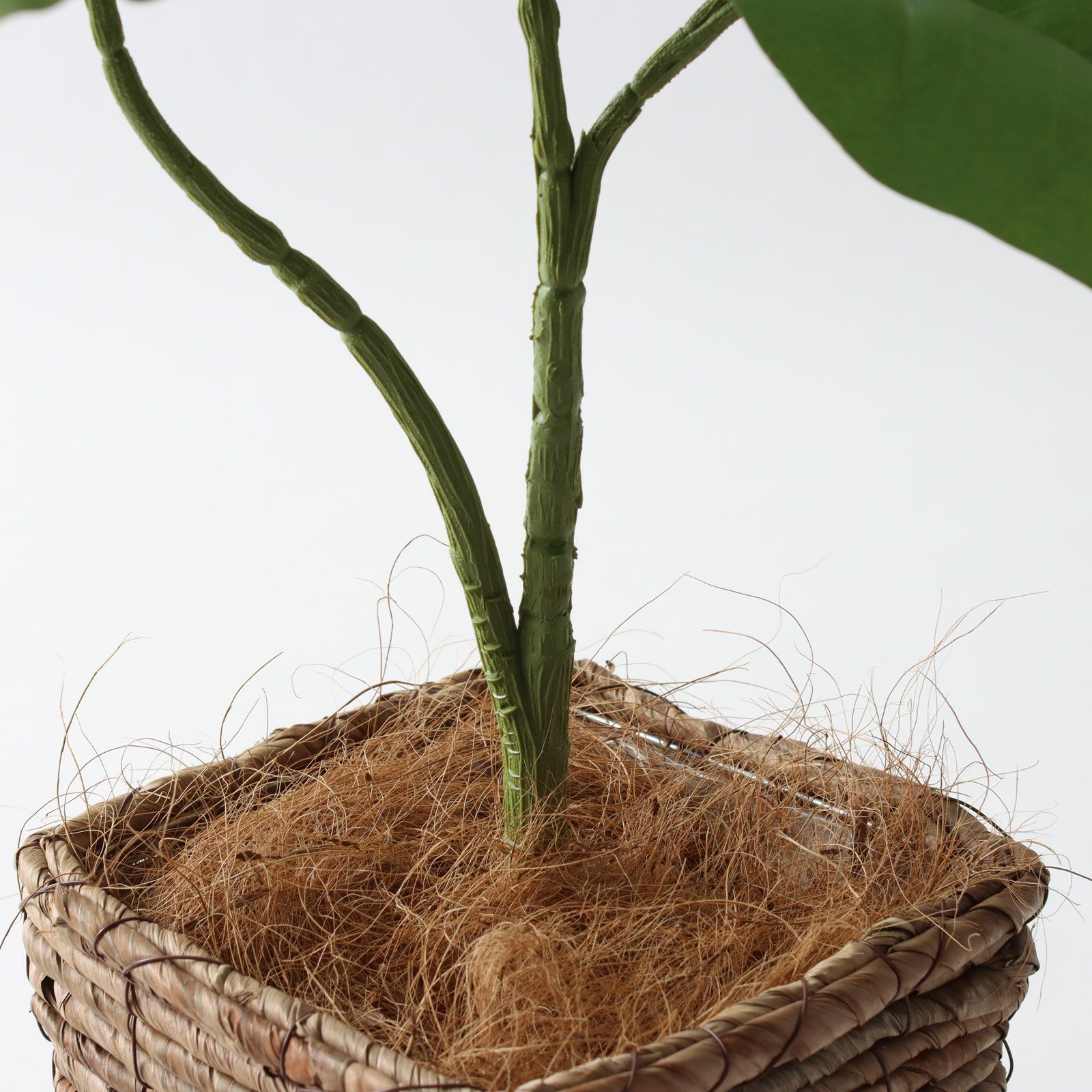 プレミアム光触媒フェイクグリーン ウンベラータ フィカス・ウンベラータ | プレミアム光触媒フェイクグリーン 造花