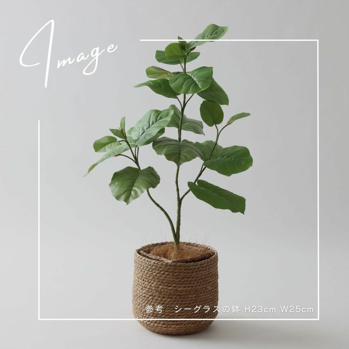 【参考】鉢 h23cm w25cm