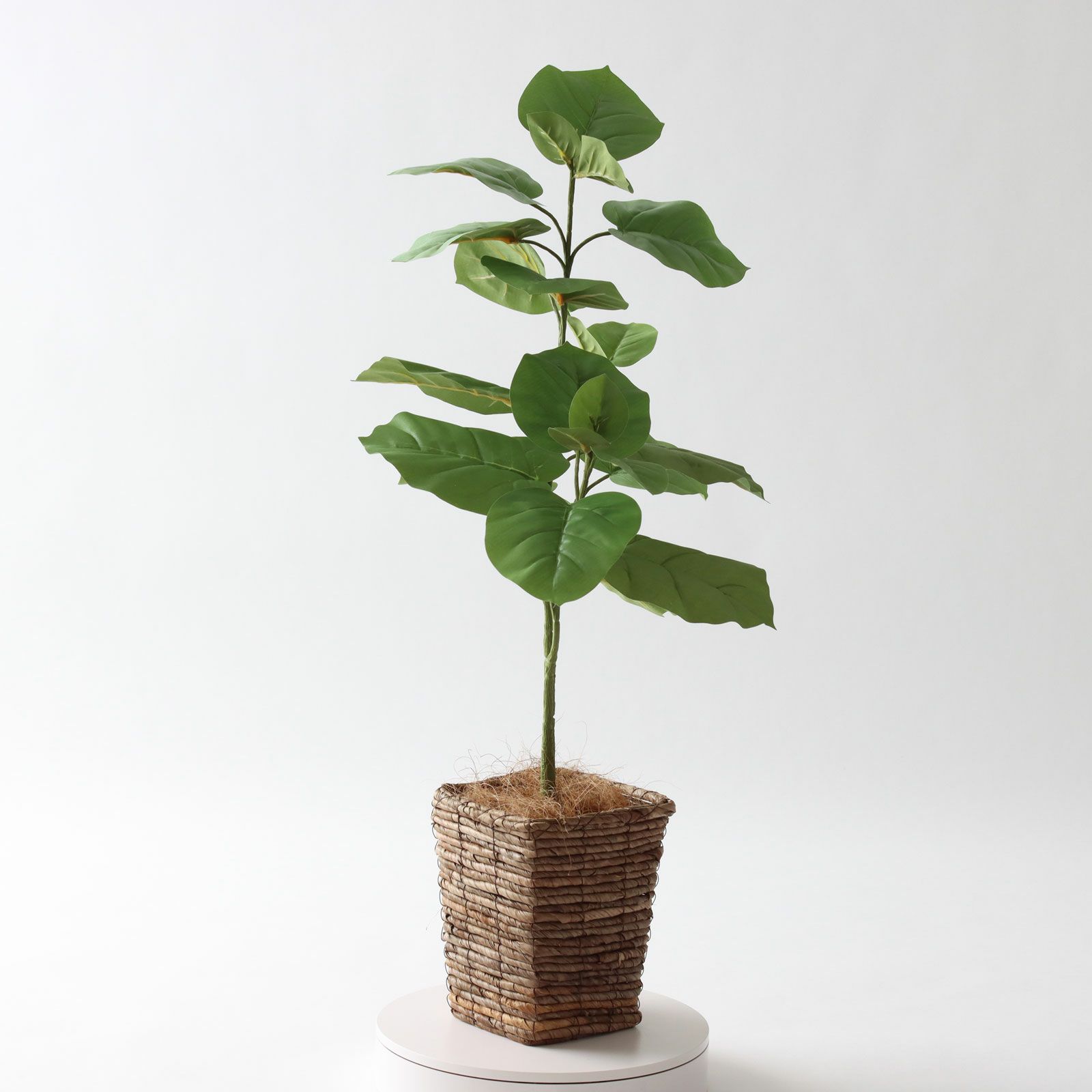 No9210N1 プレミアム光触媒フェイクグリーン 【そのまま飾れる 完成形