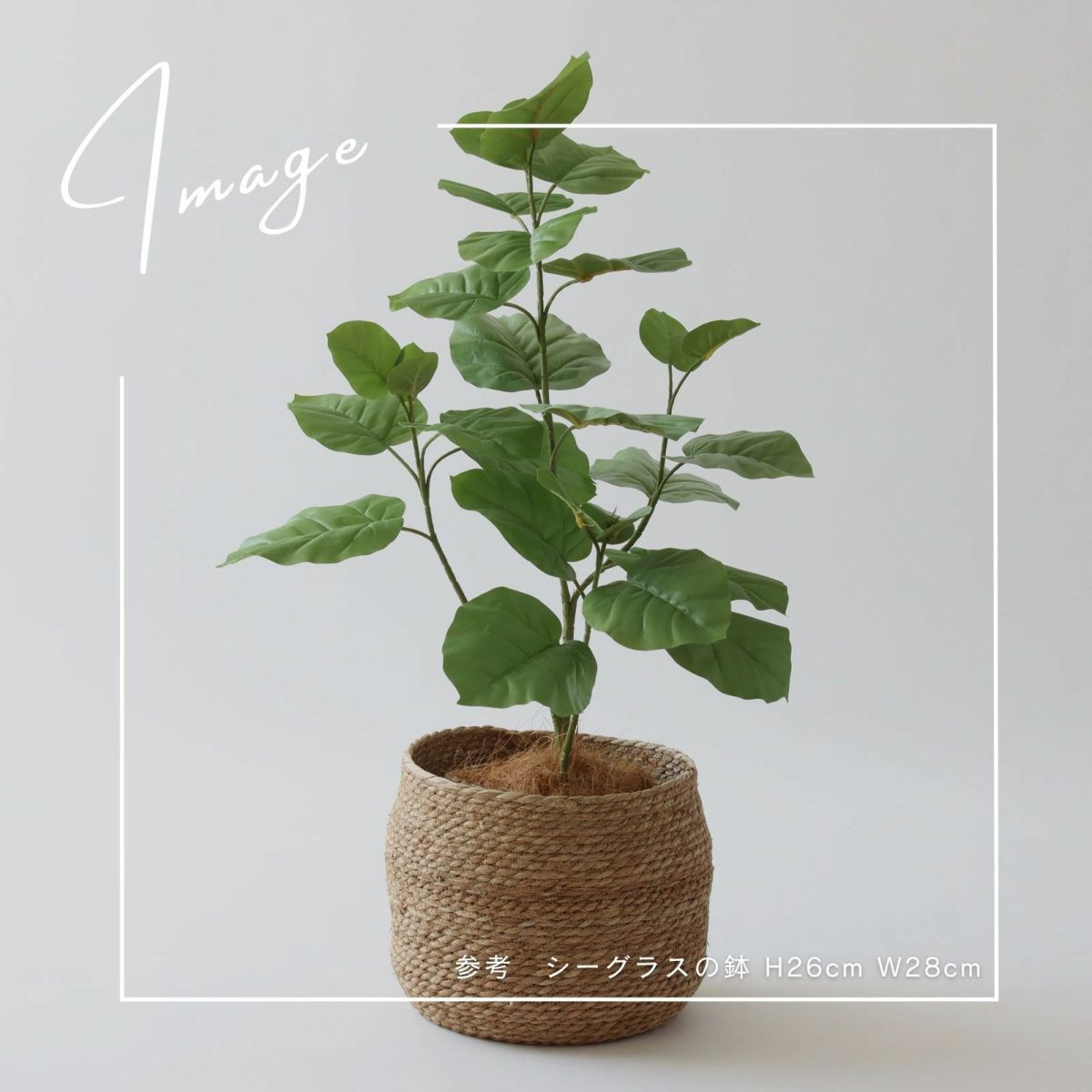 【参考】鉢 h26cm w28cm