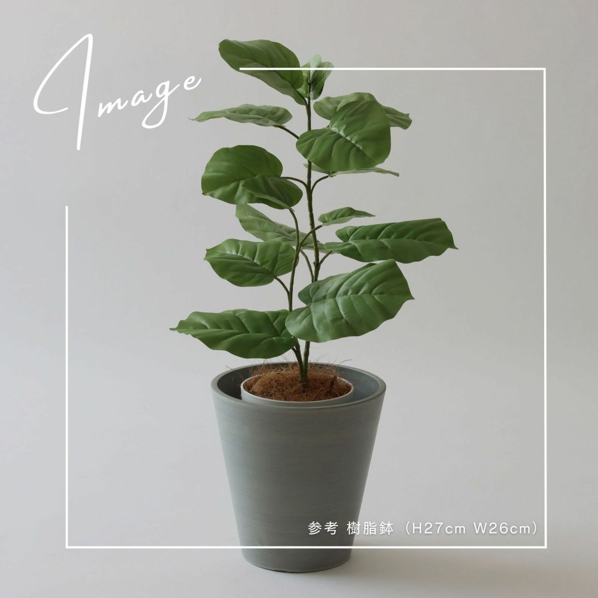 【参考】 鉢 h27cm w26cm