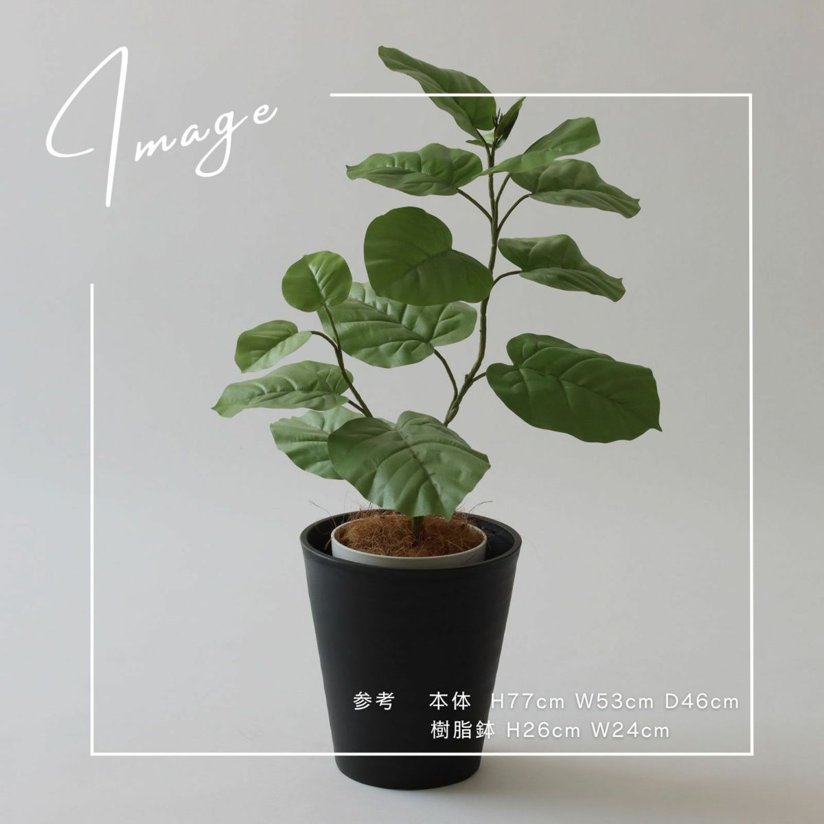 【参考】本体 h77 w53cm d46cm 鉢 h26cm w24cm