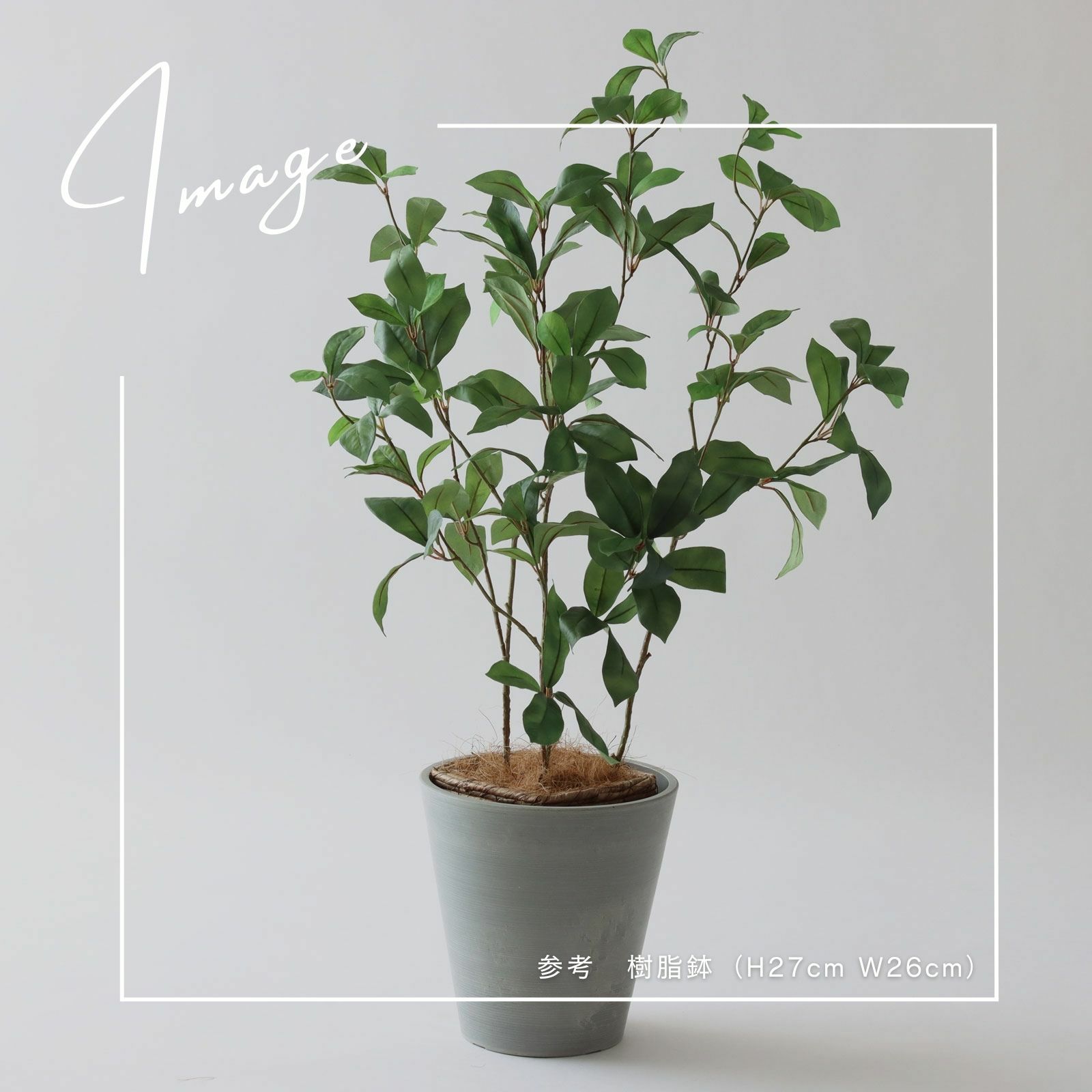 【参考】 鉢 h27cm w26cm