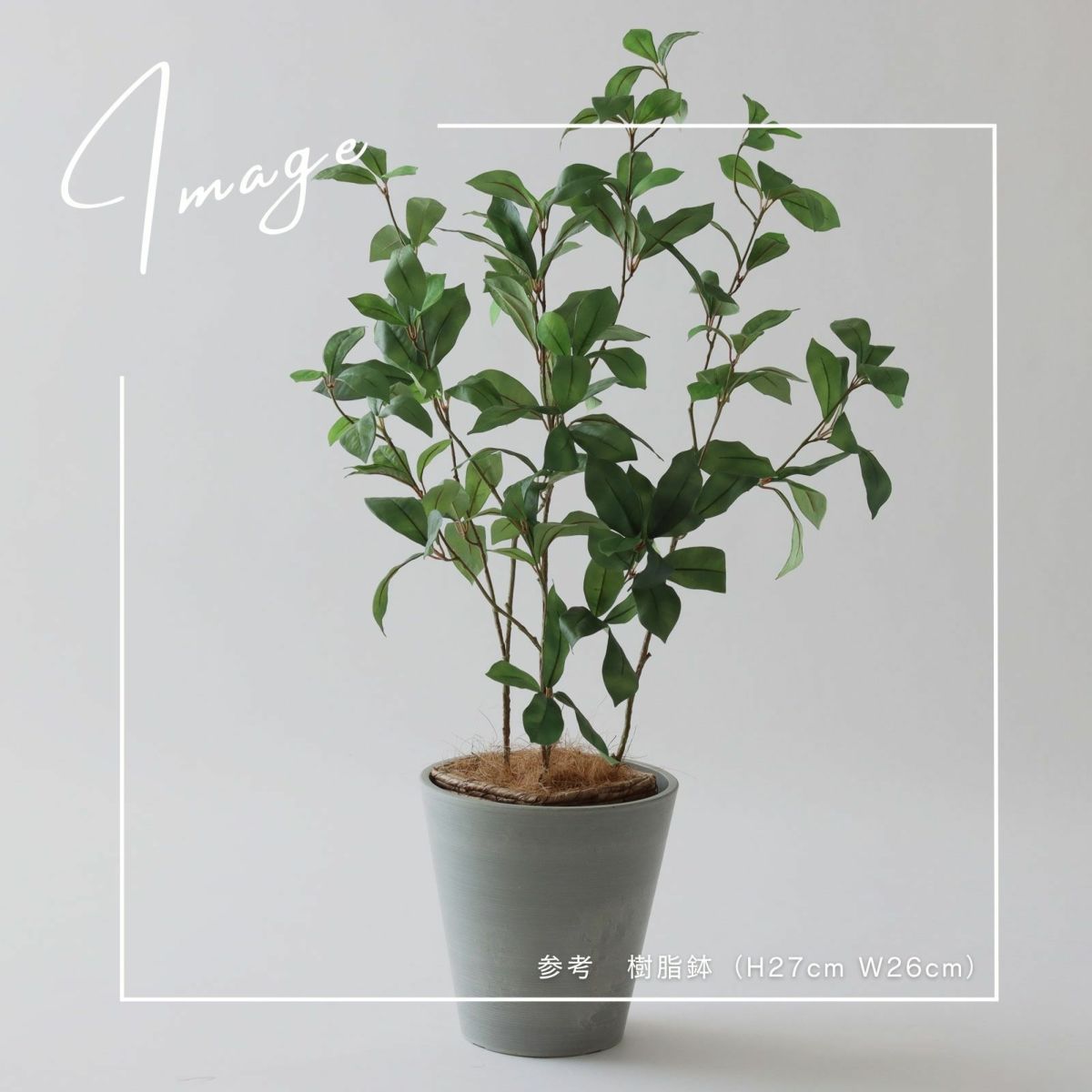 【参考】 鉢 h27cm w26cm