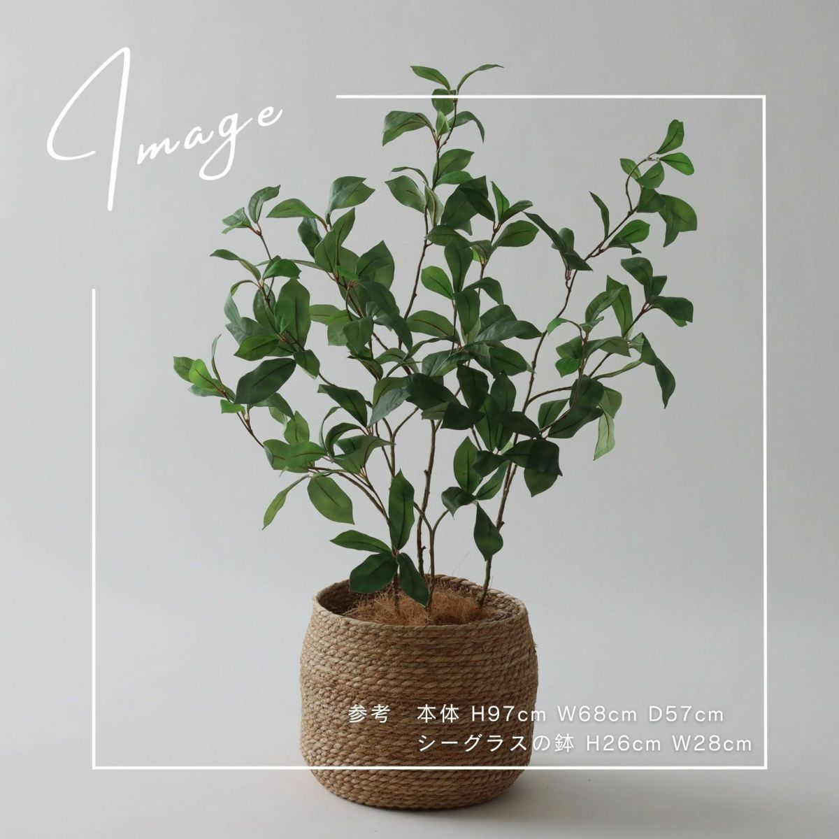 【参考】本体 h97cm w58cm d57cm 鉢 h26cm w28cm
