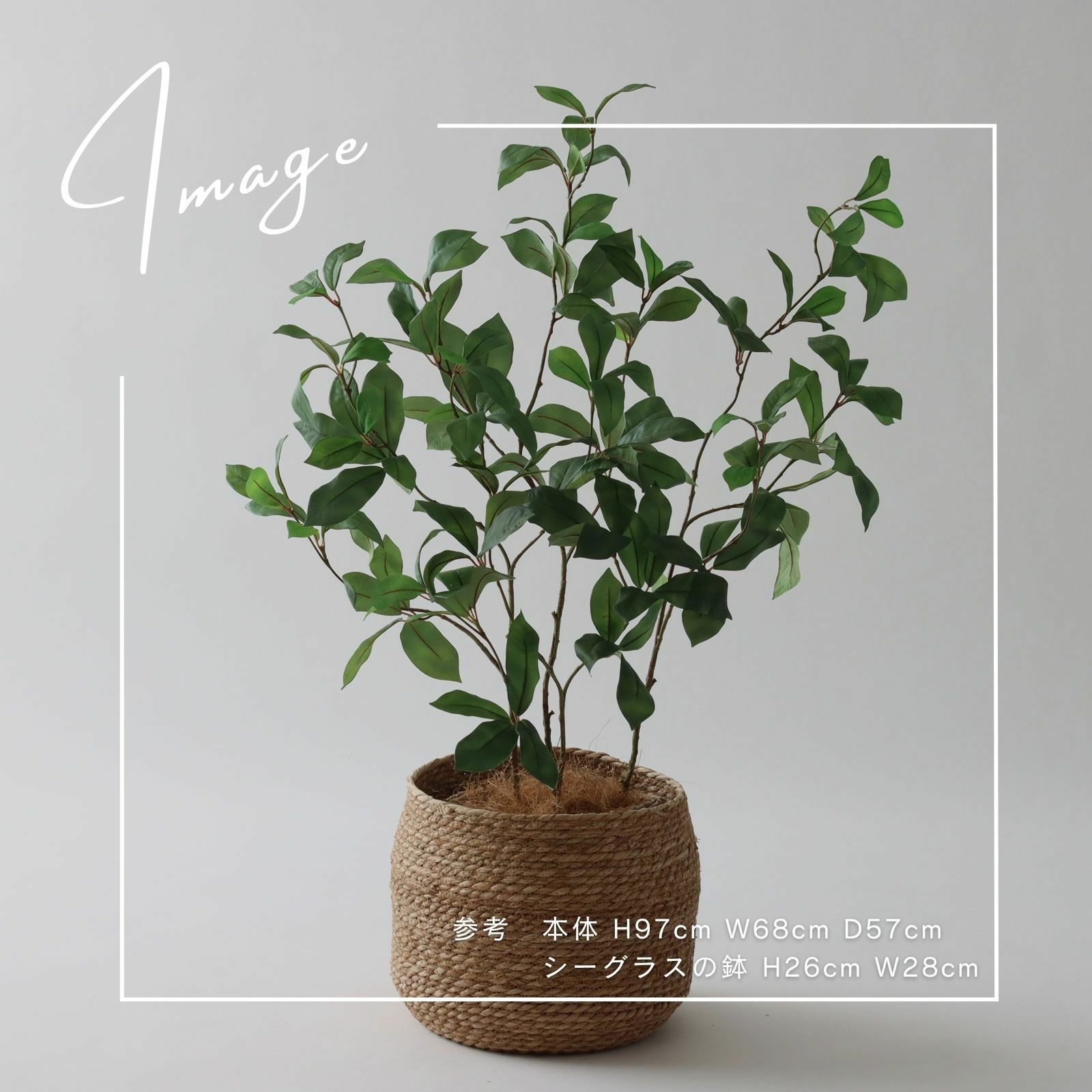 【参考】本体 h97cm w58cm d57cm 鉢 h26cm w28cm