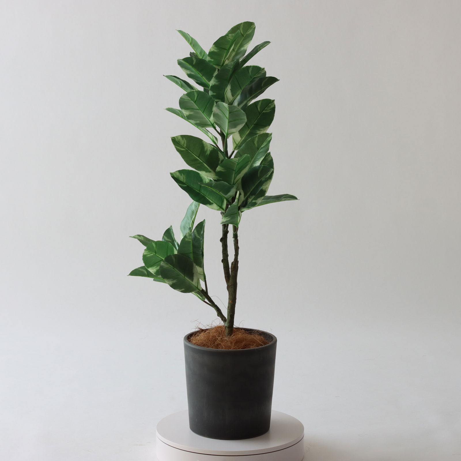 No8466 プレミアム光触媒フェイクグリーン 「美しい斑入り葉