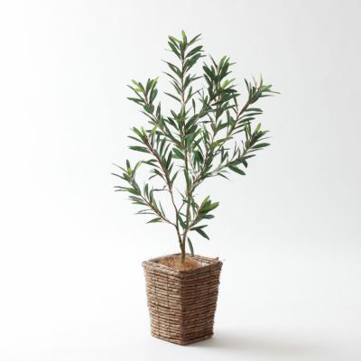 光触媒　人工観葉植物　ウォールグリーン　フェイクグリーン　オリーブカラテア120 光触媒 人工観葉植物 ウォールグリーン フェイクグリーン