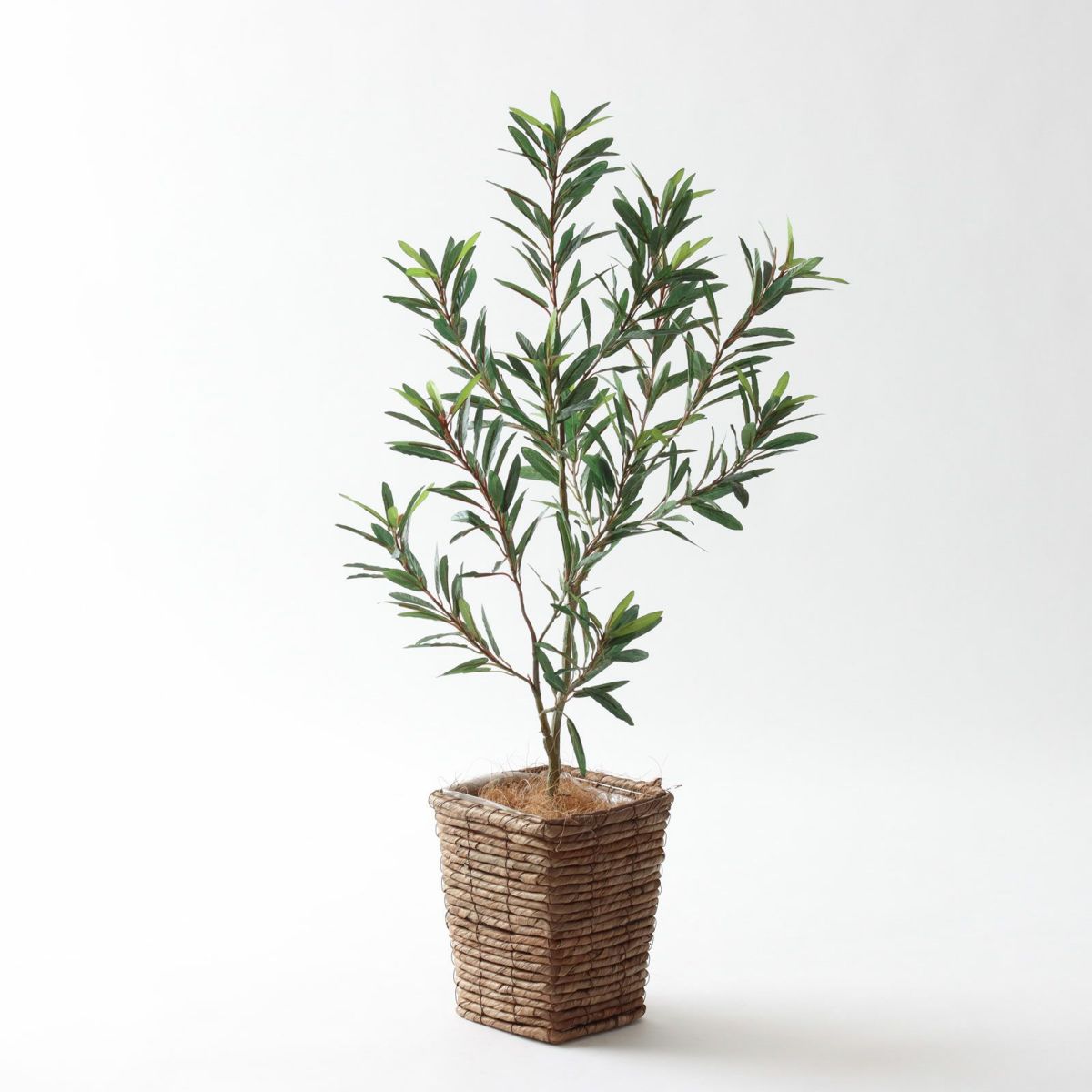 ⑤ バナナリーフ ミニ（KG77）鉢カバーセット