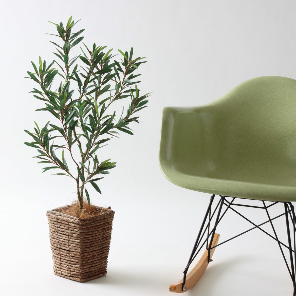 ⑤ バナナリーフ ミニ（KG77）鉢カバーセット