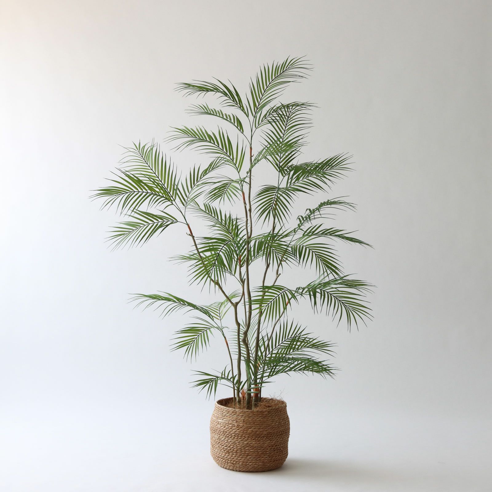 幹のラインを整えたフェイクグリーン 調整済み 観葉植物 インドゴムノキ