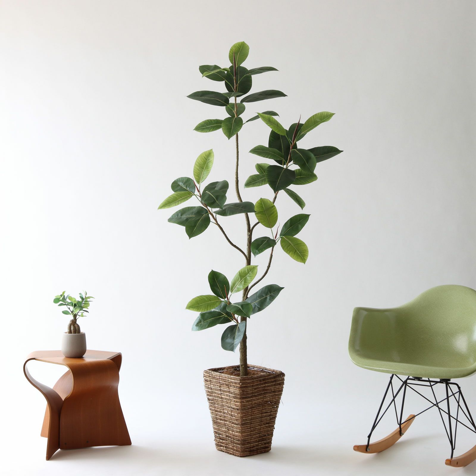 インドゴムノキ サイズ感イメージ