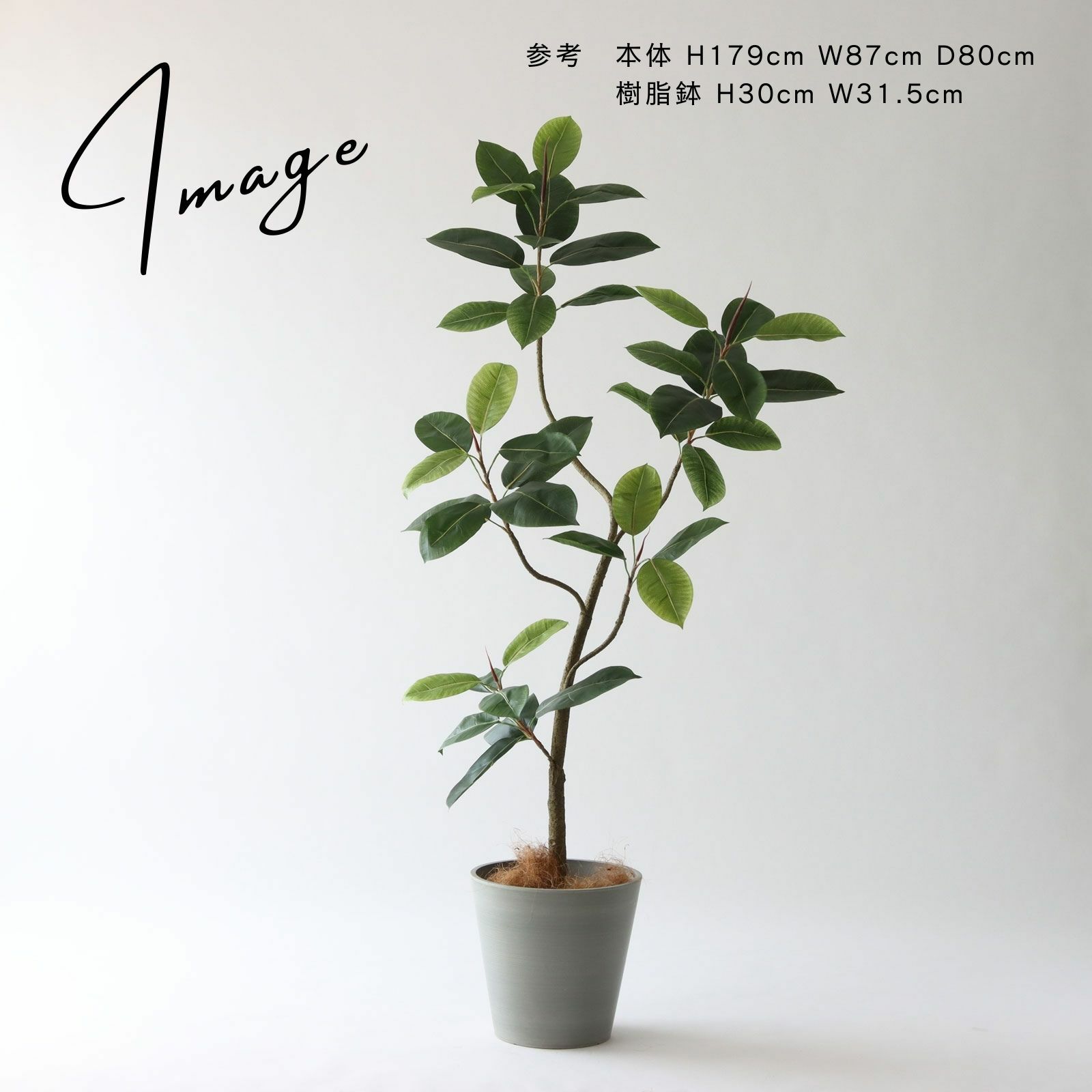 インドゴムノキ 鉢カバーアレンジ