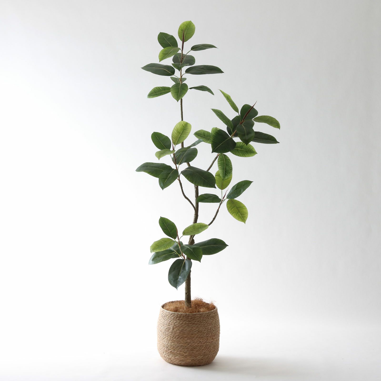 インドゴムノキ 全体イメージ