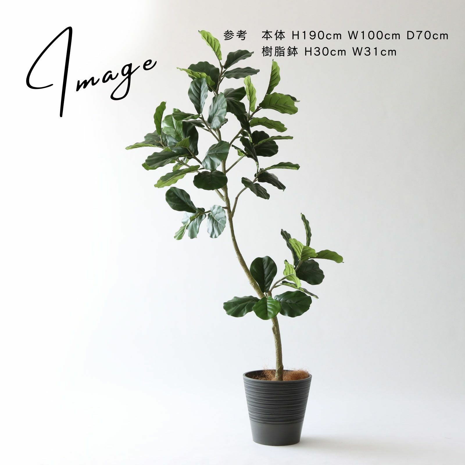 フィドルリーフ 鉢アレンジ例