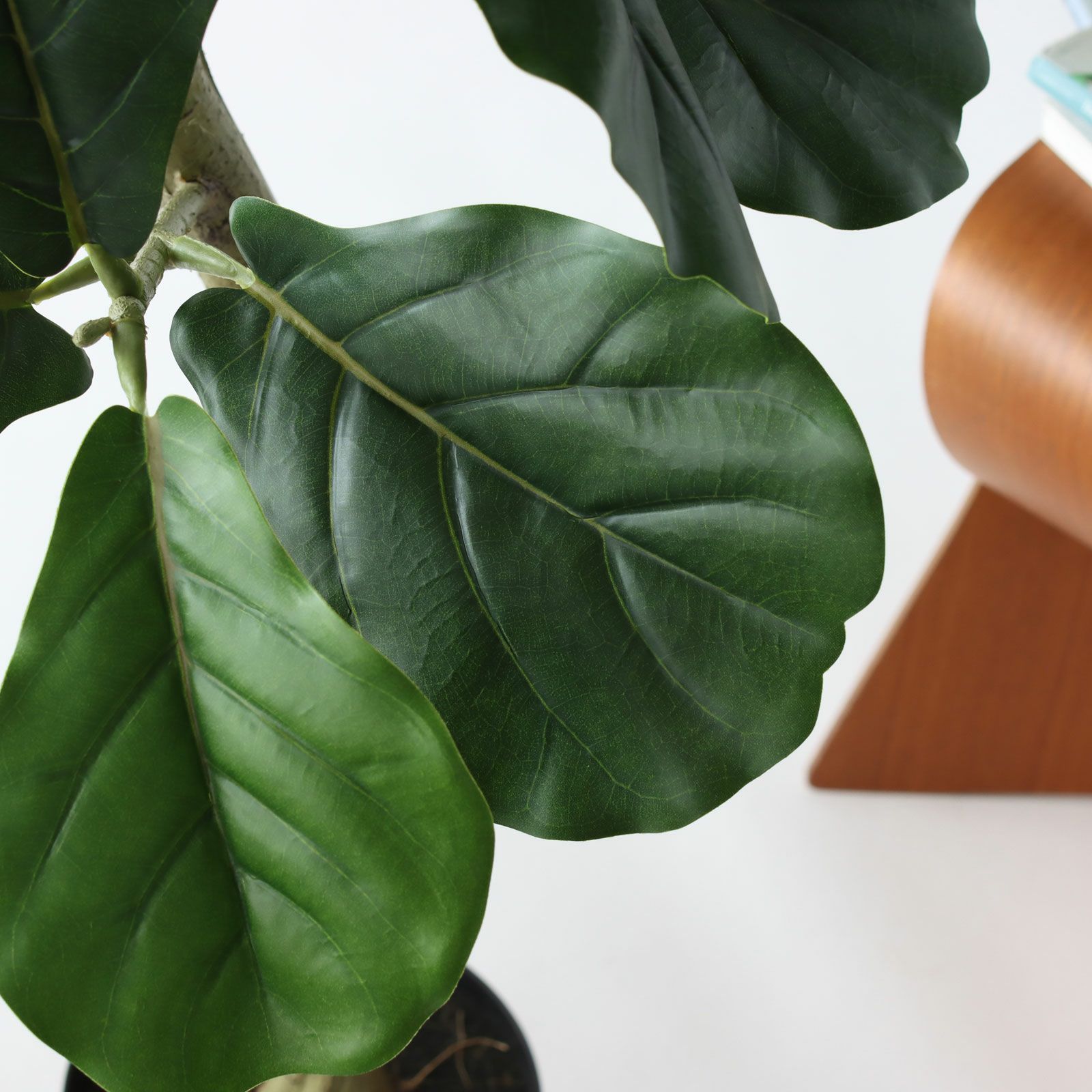 フィドルリーフ 肉厚な葉のアップ