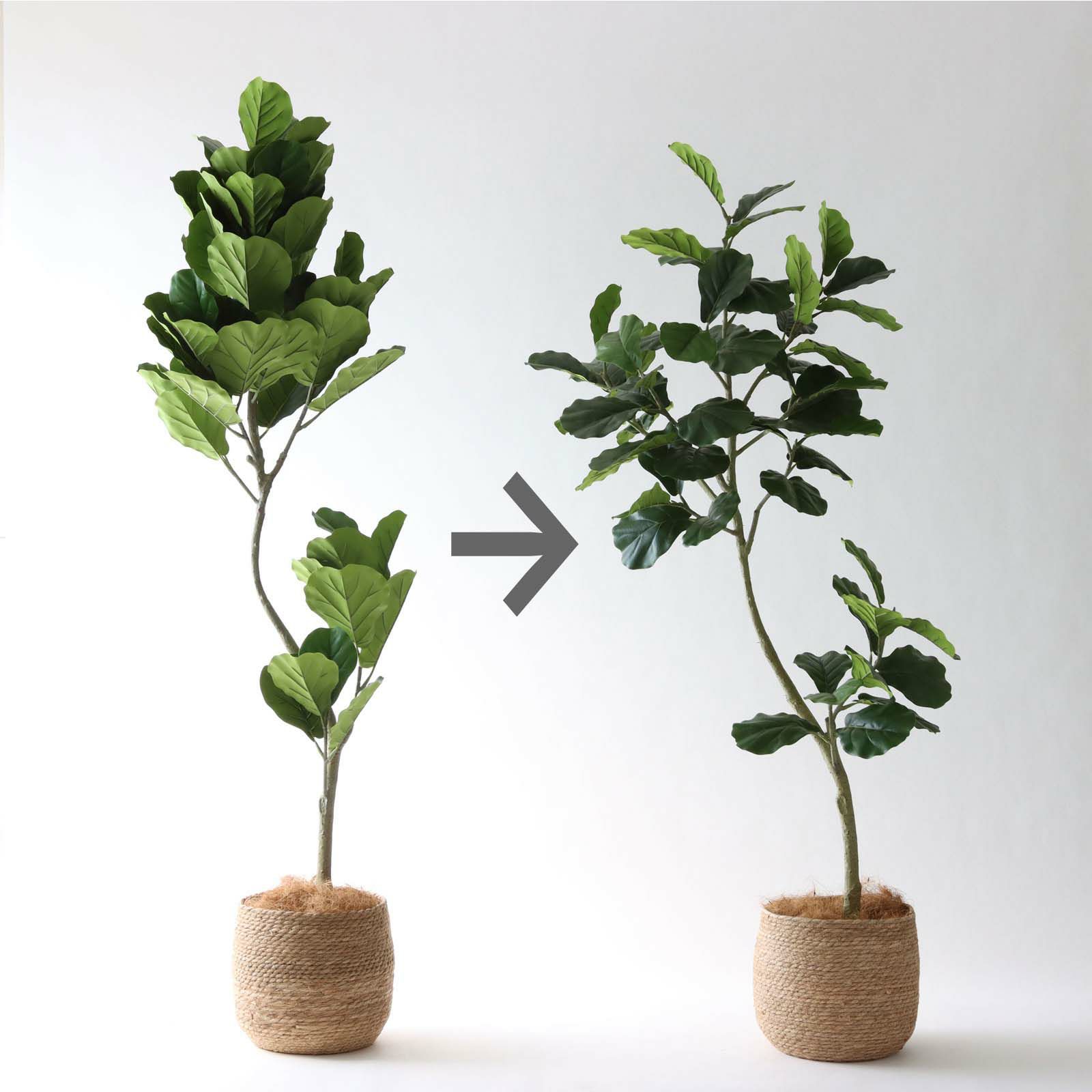 フィドルリーフ 幹のライン ディテール