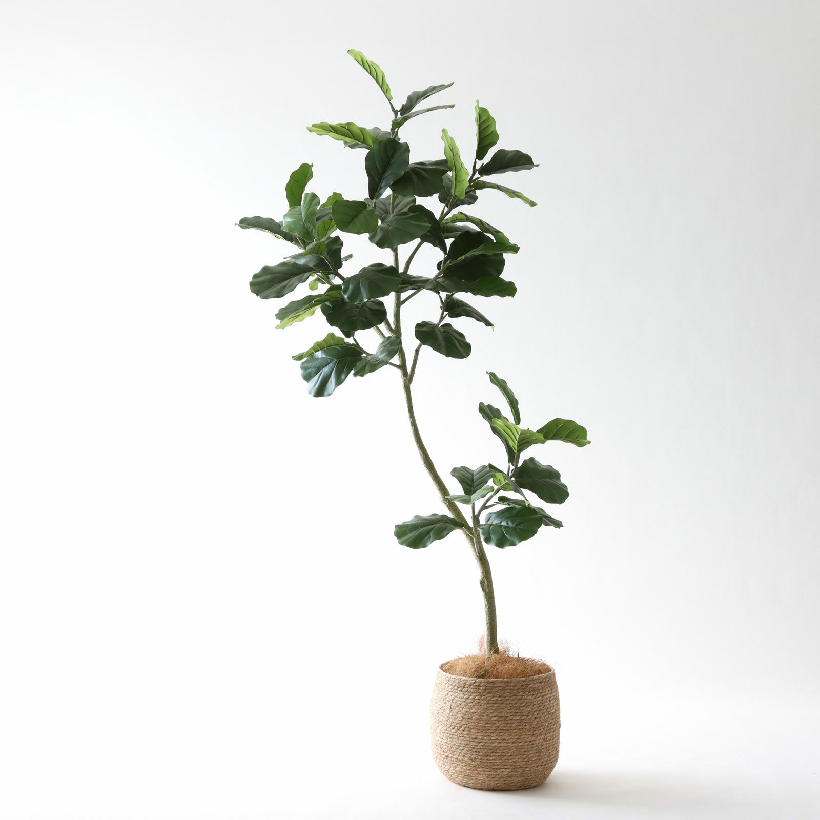 幹のラインを整えたフェイクグリーン 調整済み 観葉植物 インドゴムノキ