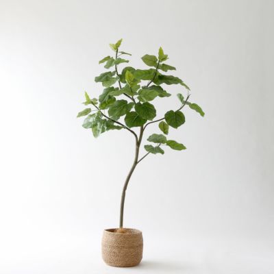 フィカス・ウンベラータ | プレミアム光触媒フェイクグリーン 造花