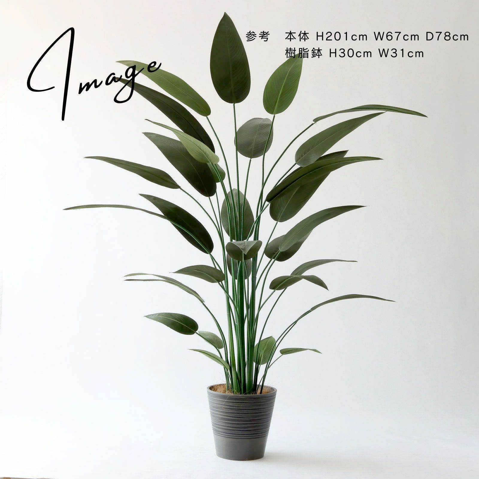 ストレリチア レギネ 小さめ鉢アレンジ