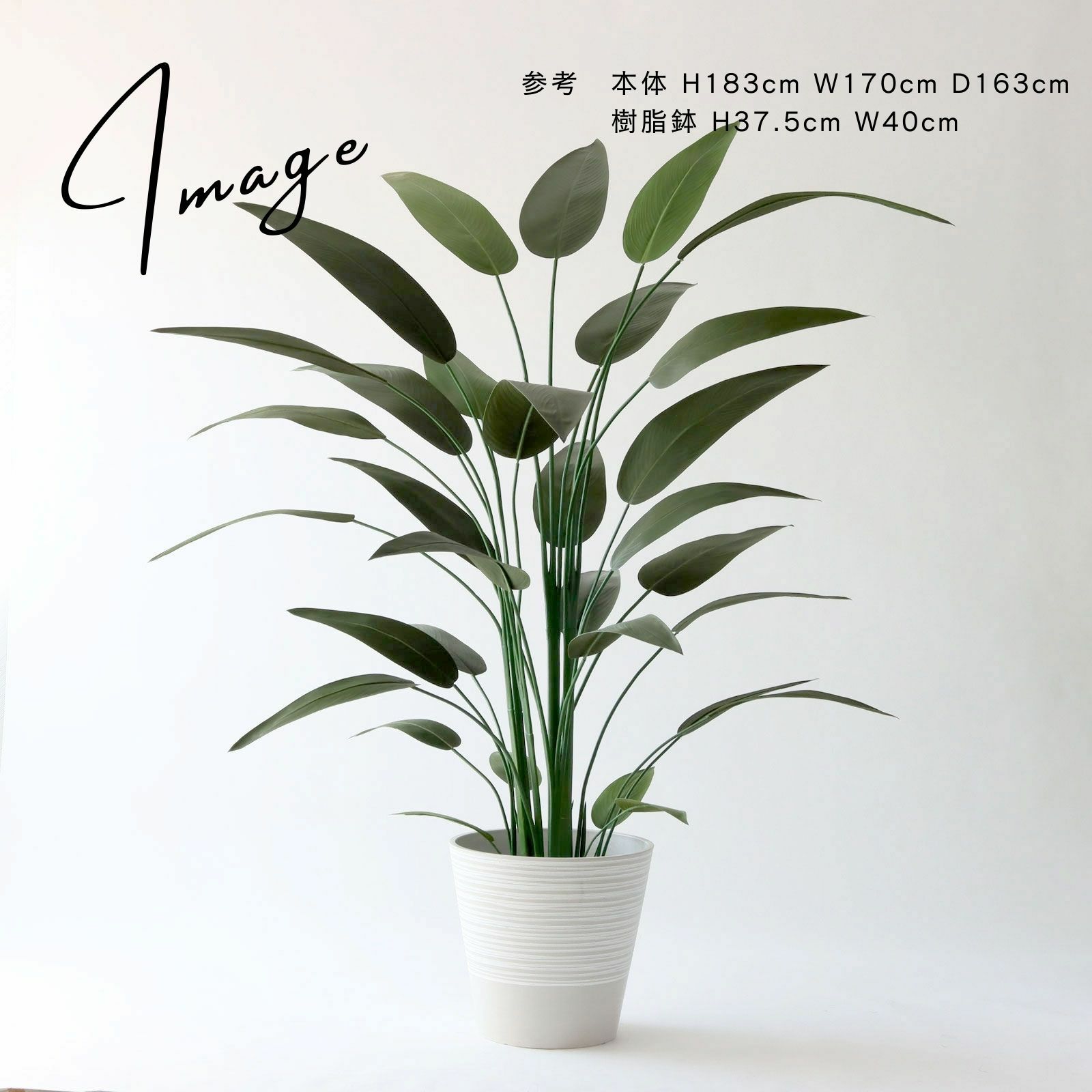 ストレリチア レギネ 大きめ鉢アレンジ