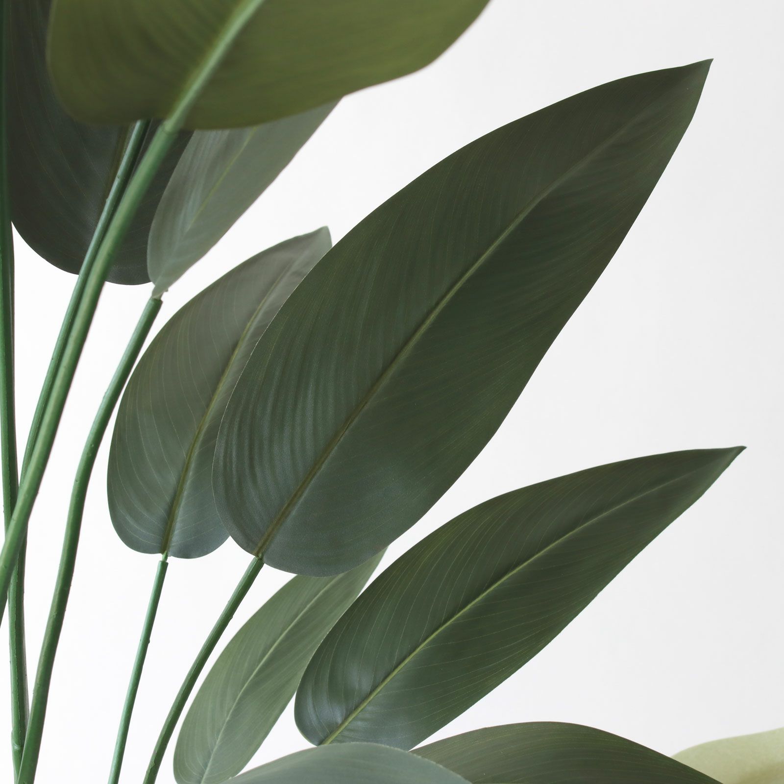 ストレリチア レギネ フェイクグリーン 葉のディテール