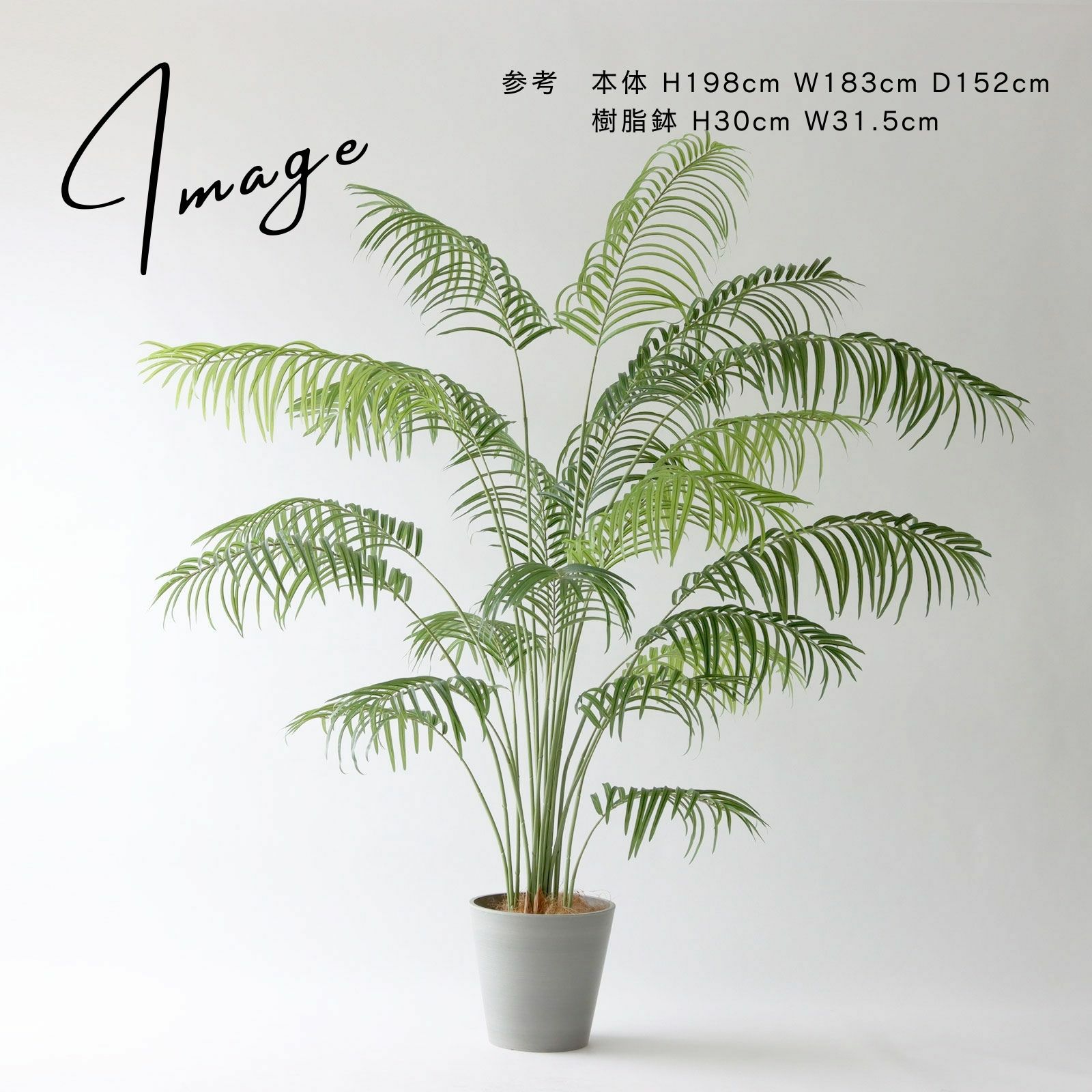 圧巻の存在感。高さ215cmの新商品アレカパーム | コラム | プレミアム