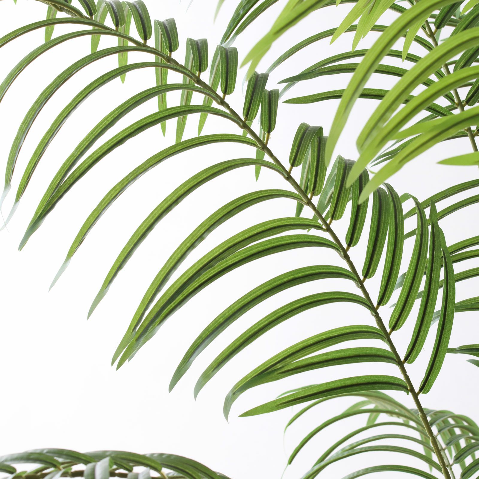 圧巻の存在感。高さ215cmの新商品アレカパーム | コラム | プレミアム