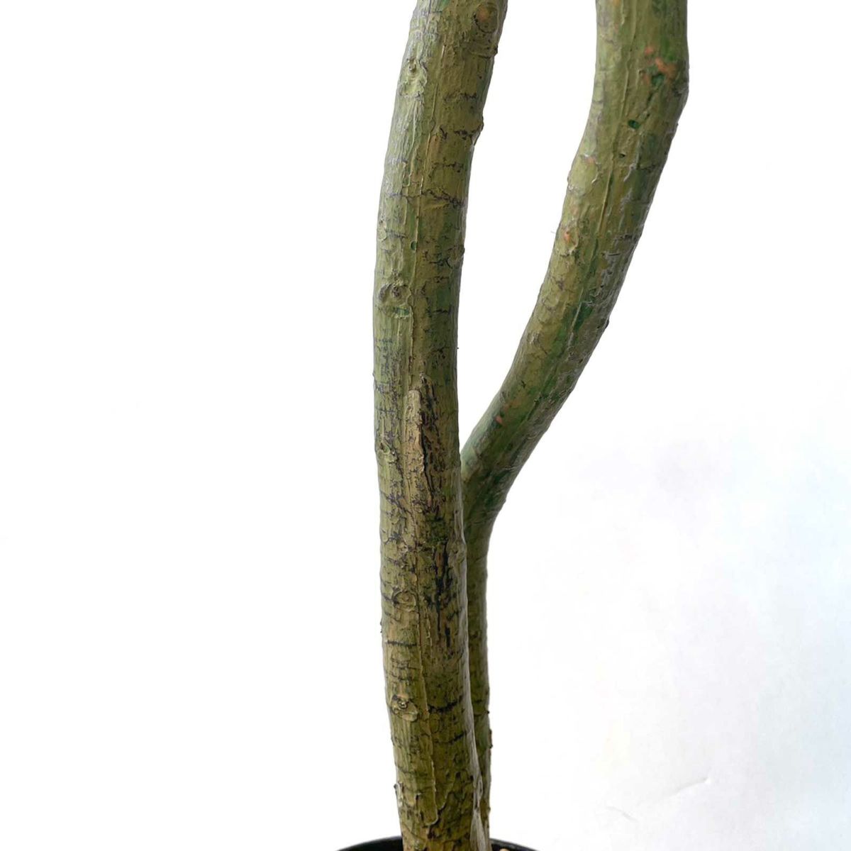 【キズ一例】幹割れあり（補修済み）