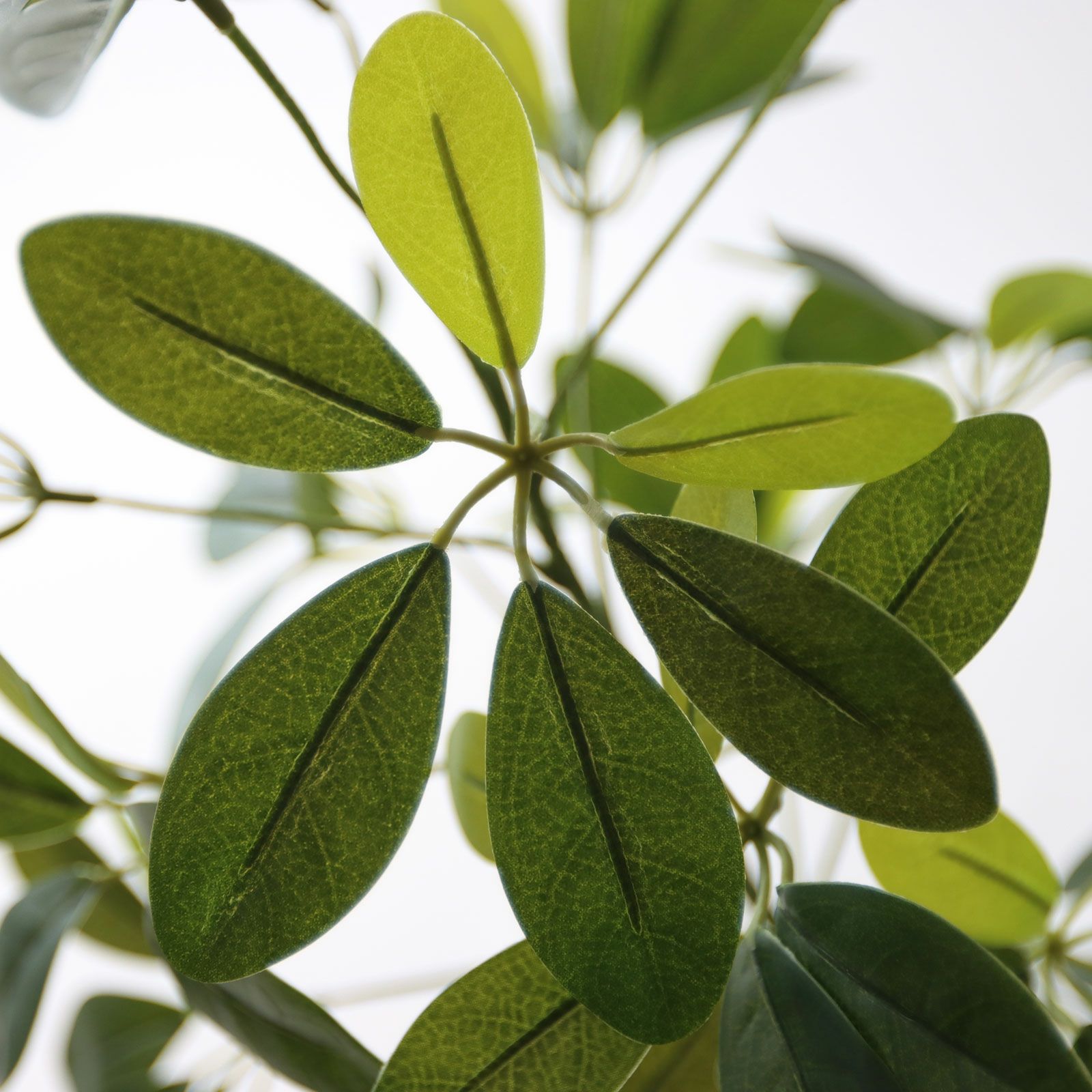 可憐な丸葉と上品な幹立ち｜新作シェフレラ・カポック | コラム